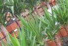 Farrell Flatplant-nursery-10.jpg; ?>